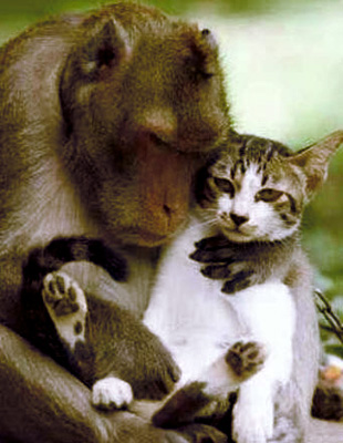 Monkey-Leaders and Cat-Leaders