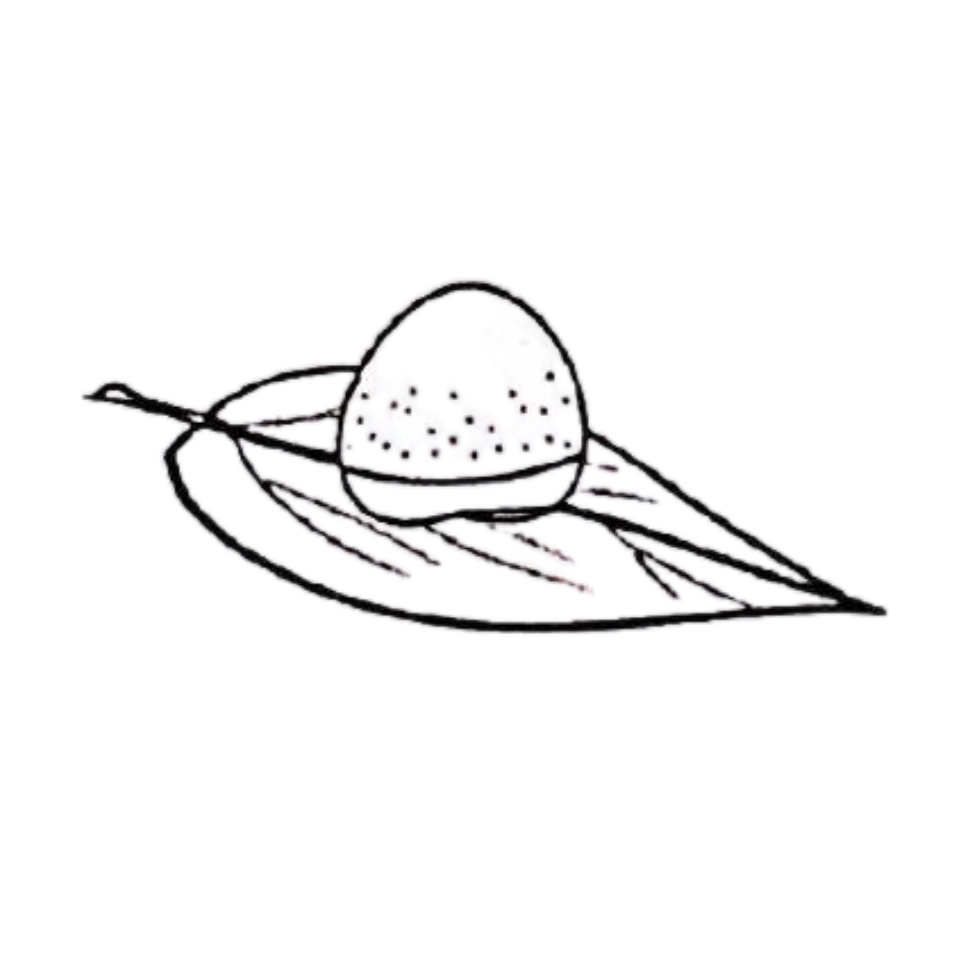 The Areca Nut in The Betel Leaf